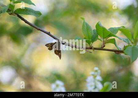 Petit papillon empereur mâle, Saturnia Pavonia sur la branche de cerisier d'oiseau photographié avec une faible profondeur de champ Banque D'Images