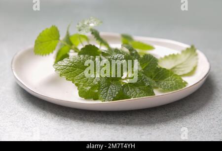 Feuilles de baume de citron fraîchement récoltées sur une assiette en porcelaine blanche. Banque D'Images