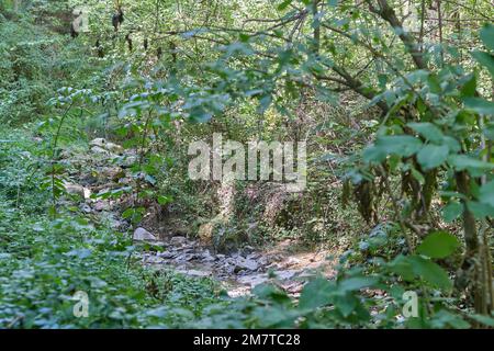 Forêt verdoyante avec des buissons autour et au centre quelques rochers avec une petite rivière passant par avec peu d'eau Banque D'Images