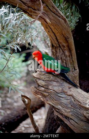 Les perroquets de roi d'Australie mâles (Alisterus scapularis) ont un plumage rouge vif, ce qui les rend faciles à identifier. Mullum Mullum Creek Reserve, Ringwood. Banque D'Images