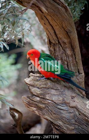 Les perroquets de roi d'Australie mâles (Alisterus scapularis) ont un plumage rouge vif, ce qui les rend faciles à identifier. Mullum Mullum Creek Reserve, Ringwood. Banque D'Images