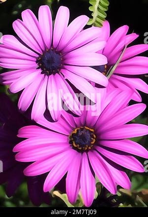 Vue rapprochée de deux pâquerettes roses et lumineuses Banque D'Images