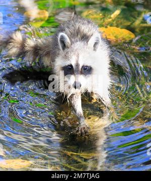 Drôle de bébé raton laveur sur l'eau des marais en Floride, États-Unis Banque D'Images