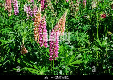 Beaucoup de fleurs roses vives de Lupinus, communément connu sous le nom de lupin ou lupin, en pleine fleur et herbe verte dans un jardin de printemps ensoleillé, belle flore extérieure Banque D'Images