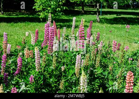 Beaucoup de fleurs roses vives de Lupinus, communément connu sous le nom de lupin ou lupin, en pleine fleur et herbe verte dans un jardin de printemps ensoleillé, belle flore extérieure Banque D'Images