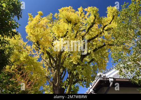 Immense bilboa ginko dans la ville d'Arita de l'île de Kyushu, belles feuilles jaunes et ciel bleu Banque D'Images