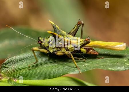 Sauterelle d'insectes bizarre, criquet vert (Holocerus taurus), insecte crapet dans le parc national de Ranomafana. Madagascar faune Banque D'Images