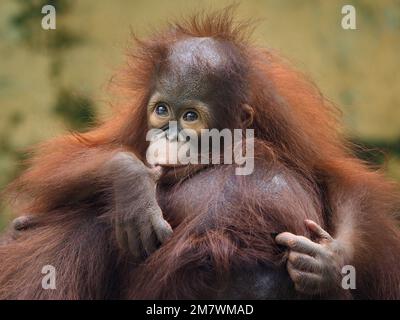 CE BÉBÉ ORANGUTAN a été capturé comme souffrant de janvier Blues alors qu'il était assis sur la tête de sa mère une des images de Jakarta, in Banque D'Images