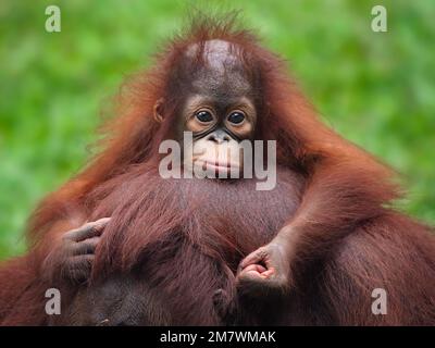 CE BÉBÉ ORANGUTAN a été capturé comme souffrant de janvier Blues alors qu'il était assis sur la tête de sa mère une des images de Jakarta, in Banque D'Images