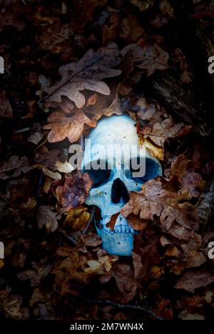 Un crâne humain partiellement enterré partiellement couvert de vieux chêne sur le sol de la forêt. Mystère, crime d'aventure, style de couverture de livre d'horreur. Banque D'Images