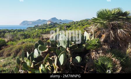 Vue de la Villa Mars dans le paysage méditerranéen avec cactus, Cala Rajada, Capdepera, Majorque, Espagne Banque D'Images