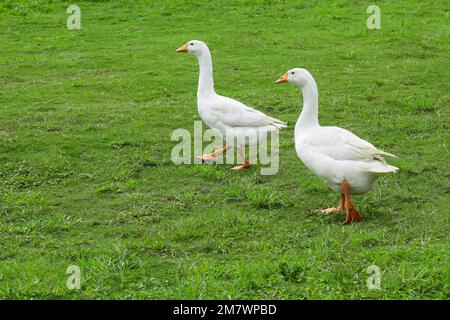 Deux blancs d'oie domestique. Oie blanche debout sur l'herbe verte de la ferme. Banque D'Images