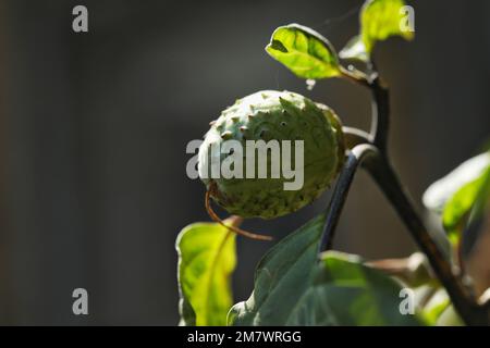 Gros plan de la dosette de graines Datura. Pomme d'épine. Mauvaise herbe Jimson. Stramonium Datura. Banque D'Images