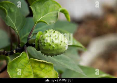 Gros plan de la dosette de graines Datura. Pomme d'épine. Mauvaise herbe Jimson. Stramonium Datura. Banque D'Images