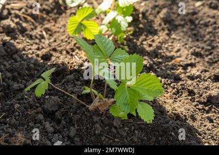 Plantation de jeunes plants de baies dans le sol au printemps. Germe vert croissant dans la lumière du matin. concept d'écologie. Les graines germent Banque D'Images