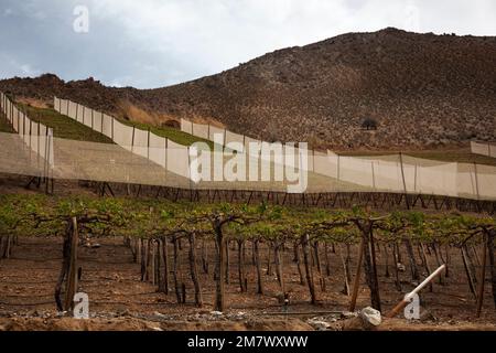 Vignobles Elqui Valley Banque D'Images