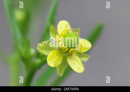 Pied de biche de céleri, Ranunculus sceleratus, également connu sous le nom de coupe de beurre de Blister, de coupe de beurre de céleri ou de coupe de pied de biche, fleur sauvage de Finlna Banque D'Images