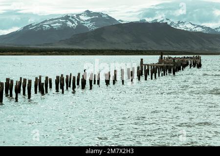 Les restes d'un ancien quai, maintenant un lieu de repos pour les oiseaux de mer. Puerto Natales, Patagonie chilienne. Banque D'Images