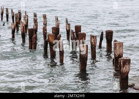 Les restes d'un ancien quai, maintenant un lieu de repos pour les oiseaux de mer. Puerto Natales, Patagonie chilienne. Banque D'Images