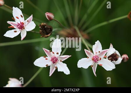 Floraison Rush, Butomus umbellatus, également connu sous le nom de Grass Rush ou Water gladiolus, plante aquatique sauvage de Finlande Banque D'Images