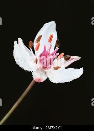 Floraison Rush, Butomus umbellatus, également connu sous le nom de Grass Rush ou Water gladiolus, plante aquatique sauvage de Finlande Banque D'Images