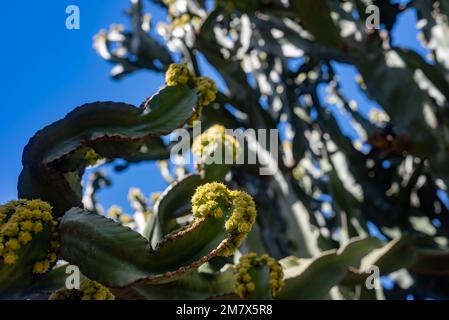 Fleurs de l'île des Canaries sur fond de ciel. Floraison piqueuse Banque D'Images