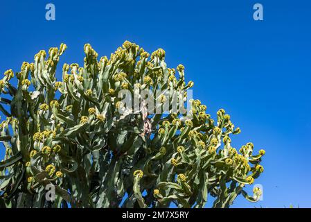 Fleurs de l'île des Canaries sur fond de ciel. Floraison piqueuse Banque D'Images