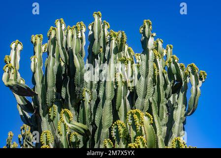 Fleurs de l'île des Canaries sur fond de ciel. Floraison piqueuse Banque D'Images