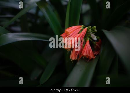 Fleurs orange de nénuphars de forêt à pointe verte ou Clivia nobilis Banque D'Images