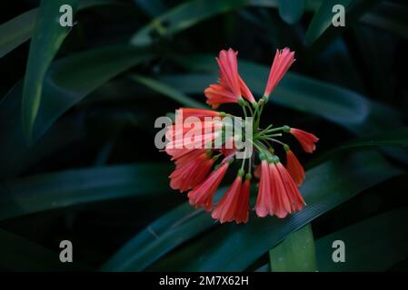 Fleurs orange de nénuphars de forêt à pointe verte ou Clivia nobilis Banque D'Images