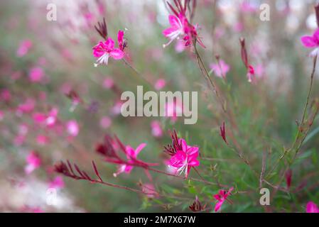 Fleurs roses tendres de lindheimers Beeblossom ou Butterfly Gaura Banque D'Images