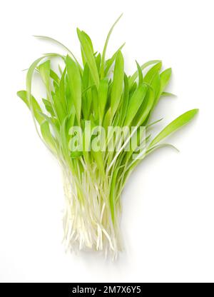 Millet brun microverts, un bouquet de millet proso frais, d'en haut. Des semis de Panicum miliaceum crus et verts prêts à manger. Banque D'Images