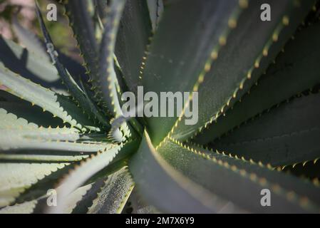 Feuilles d'aloe vera de près. La pluie tombe sur son feuillage ensoleillé Banque D'Images