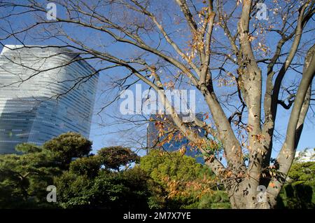 Zelkova japonaise Zelkova serrata et gratte-ciels en arrière-plan. Jardins de Hamarikyu. Tokyo. Hinshu. Japon. Banque D'Images