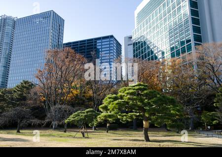 Tokyo, 14 décembre 2017: Jardins de Hamarikyu et gratte-ciels dans la ville de Tokyo. Hinshu. Japon. Banque D'Images