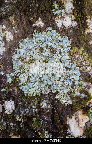 Lichen de bouclier en filet, Parmelia sulcata, sur le tronc de l'arbre. Gloucestershire, Angleterre, Royaume-Uni. Banque D'Images