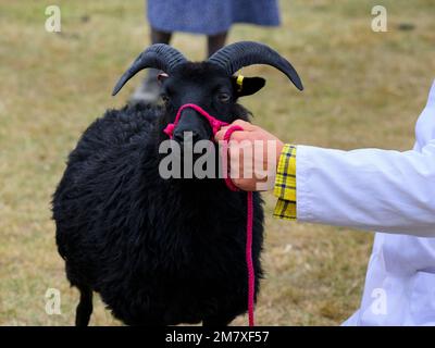 Race de brebis Hebridée (animal de ferme à cornes, paire de cornes, brebis, bélier) tenue par un fermier, jugée dans le cercle d'exposition - Great Yorkshire Show, Harrogate, Angleterre Royaume-Uni. Banque D'Images