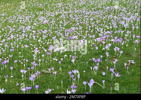 Fleurs d'hiver de l'espèce précoce crocus tommasinianus, naturalisées dans l'herbe dans le jardin du Royaume-Uni février Banque D'Images