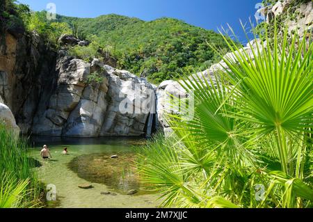 Cascade, canon de la Zorra, dans la Sierra de la Laguna, Santiago, Basse Californie sur, Mexique Banque D'Images