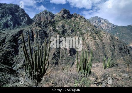 Mexique, Chihuahua, Sierra Madre Occidenta, Creel, Copper Canyon, Banque D'Images