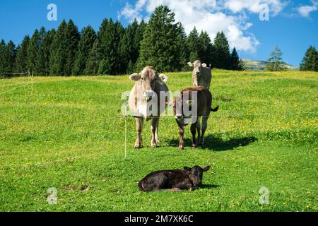 Suisse, St.Gall, Grabs, vaches sur alm Banque D'Images