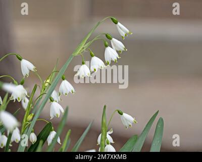 Gros plan des fleurs blanches de la plante de printemps mullein (Leucojum vernum) Banque D'Images