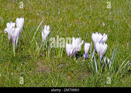 Crocus à fleurs blanches (Crocus) sur un pré au printemps Banque D'Images
