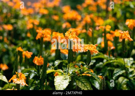 Un gros plan d'une fleur de Crossandra infundibuliformis, ou de la fleur de pétale, entourée d'un feuillage vert dans le jardin Banque D'Images