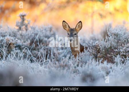 Cerf de Virginie au lever du soleil sur une lande froide Banque D'Images