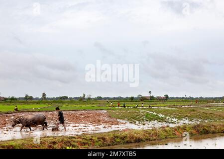 Don Khong, Laos-31 juillet 2009. La saison des pluies de mousson, les agriculteurs labourent les champs de riz pour préparer la récolte Banque D'Images