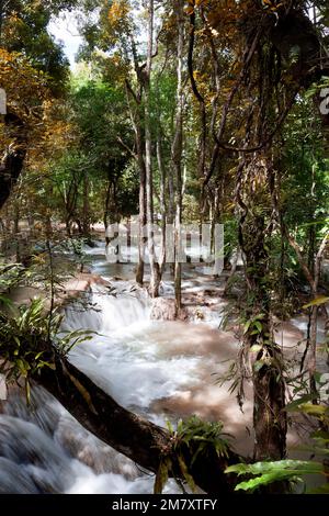 Laos. Luang Prabang. Chute d'eau TAD SAE Banque D'Images