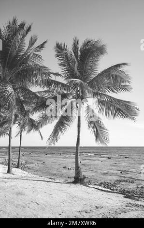 Image en noir et blanc d'une plage tropicale. Banque D'Images