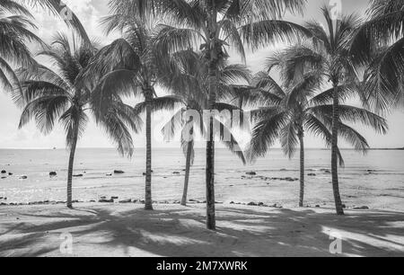 Image en noir et blanc d'une plage des Caraïbes. Banque D'Images