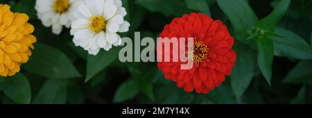 Fleurs jaunes blanches rouges sur un lit de jardin vert en été Banque D'Images